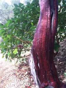 madrone.jpg