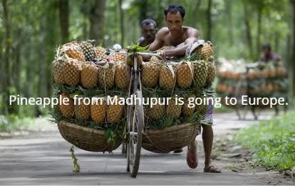 Pineapple from Madhupur is going to Europe.