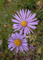 aster