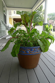 Edible Landscaping: Swiss Chard and Violas in container