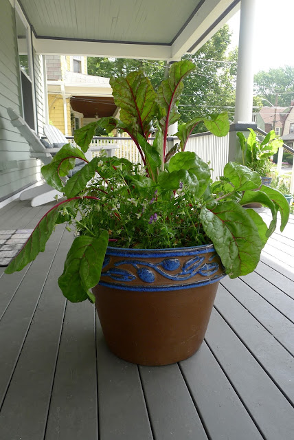 Edible Landscaping: Swiss Chard and Violas in container