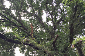 Oak tree by the railway path West Wickham to Hayes, 29 July 2016.