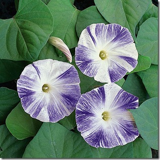 Ipomoea_Flying_Saucers_tmseeds_1_lg