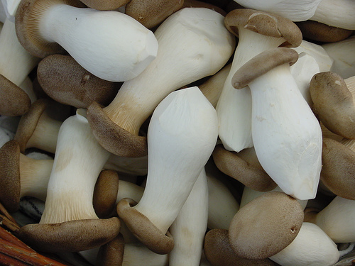 King Oyster Mushroom Farm | Organic mushroom farming | Biobritte mushroom farming 