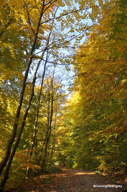 Autumn Forest, Frankfurt, Germany