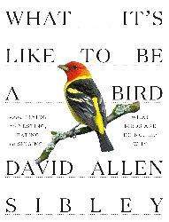 Image: What It's Like to Be a Bird: From Flying to Nesting, Eating to Singing--What Birds Are Doing, and Why (Sibley Guides) | Kindle Edition | Print length: 235 pages | by David Allen Sibley (Author). Publisher: Knopf (April 14, 2020)