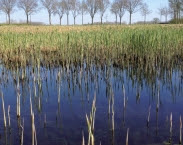 Foto cover Zuiver water komt tot leven: vijftien jaar waterharmonica’s bij Waterschap De Dommel