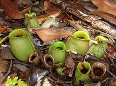 Nepenthes Ampullaria