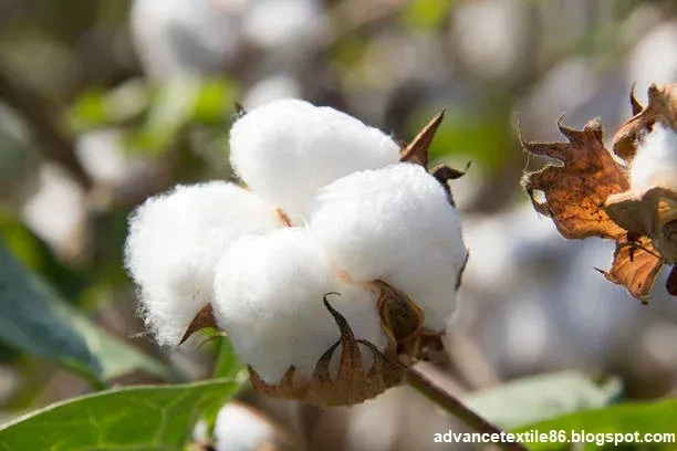 Cotton fiber