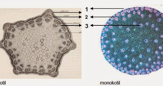 Batang Anatomi Struktur dan Fungsinya Bagi Tumbuhan 