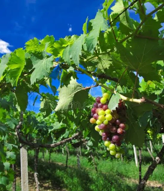 Modern Agriculture in France