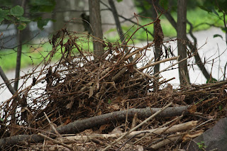 creating backyard habitat shelter