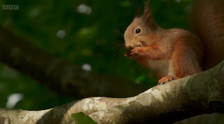 Red Squirrels