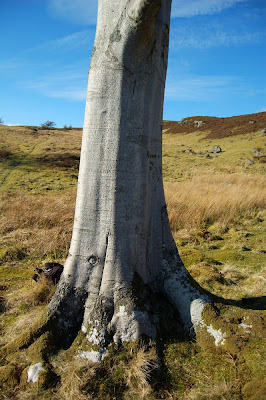 Beech tree(Fagus sylvatica)