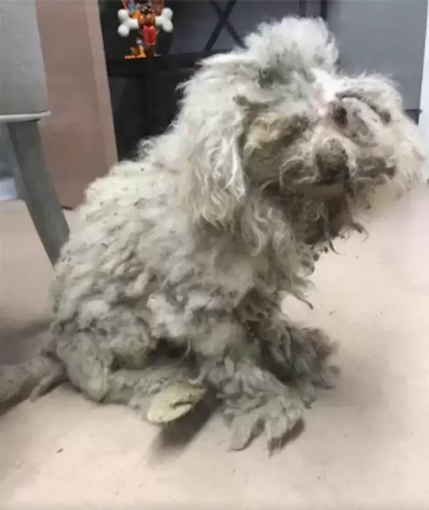 Sunny after he arrived at the humane society | HUMANE SOCIETY OF NORTH TEXAS