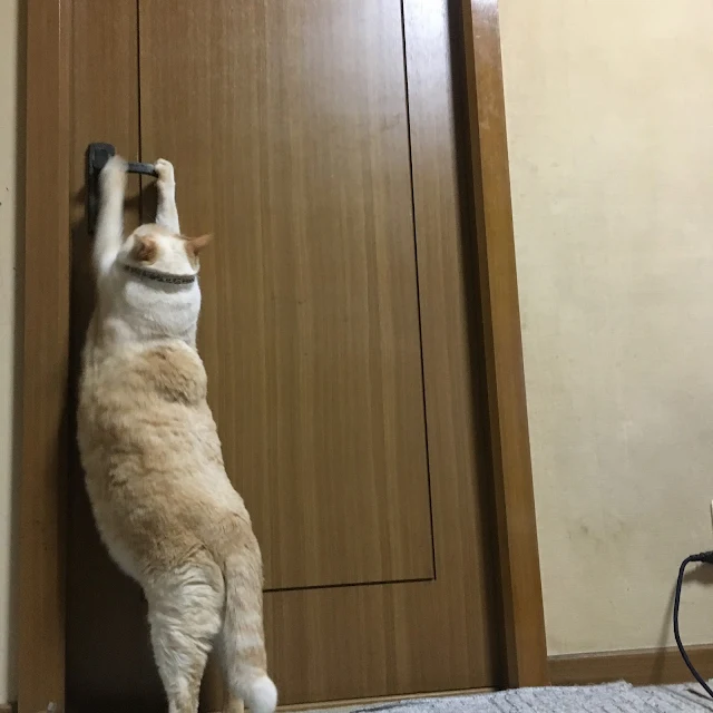 ドアを開ける猫　立ったままドアを開ける猫