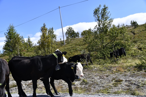 panoramaveien hemsedal valdres hereford