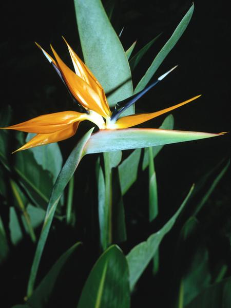 Bird Of Paradise Plant Size