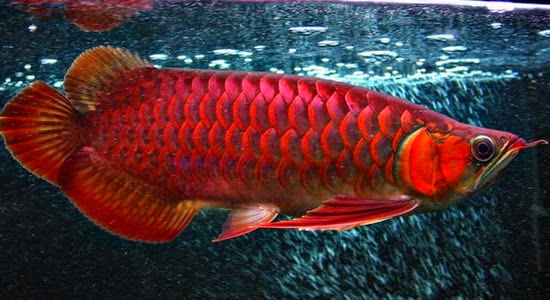 ikan arwana red banjar