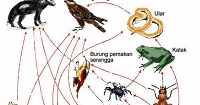 Rantai dan Jaring  Makanan  Galeri Pustaka