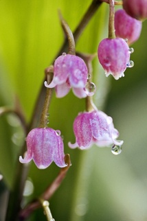 花語 每月的誕生花 五月誕生花 鈴蘭lily Of The Valley 二