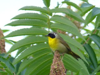 Paruline masquée - Geothlypis trichas