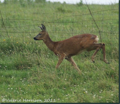 8-roe-deer