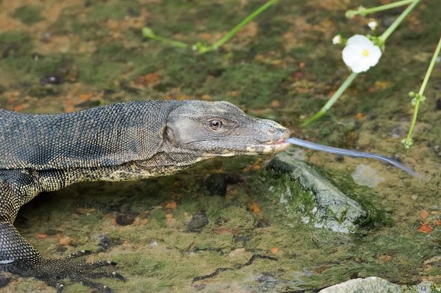 Malayan Water Monitor - Singapore Botanic Gardens