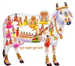 cow is like Goddess for earth