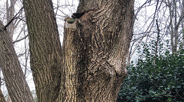 Cankers are a tree defect that can lead to infection rot and death of the host