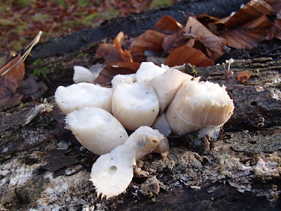 boczniak ostrygowaty, Pleurotus ostreatus