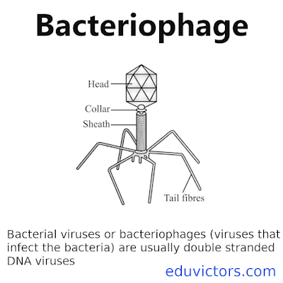 What is Bacteriophage? #biology #NEET #NTSE #Class11Biology #Class12Biology