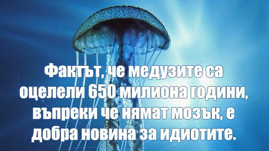 медузи