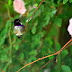 CaptureYour365 POTD: Hummingbird!