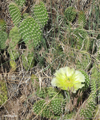 prickly pear cactus, Opuntia, flower