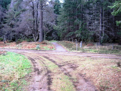 Follow the path through Torphantrick Wood, south Deeside