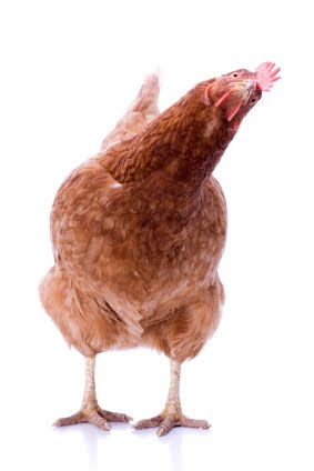 Why You May NOT Want Chickens