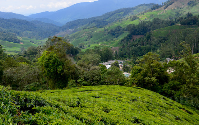 1st time ke 'Ladang Teh BOH'