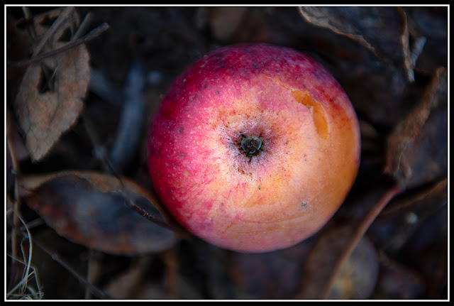 Nova Scotia; Fall; Autumn; Apples