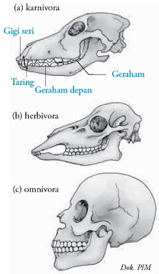 Contoh Hewan  Karnivora Herbivora  Dan Omnivora Contoh Kertas