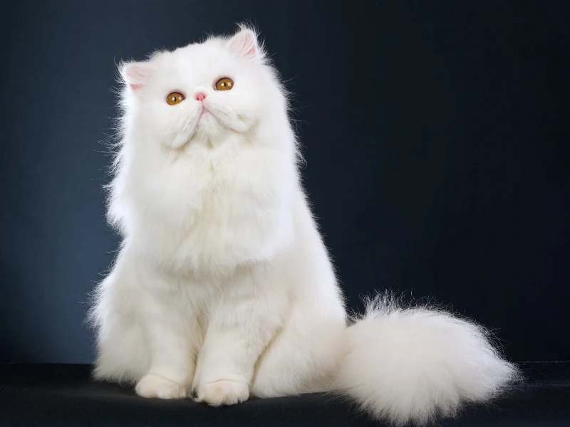 Cute Persian Cat DP