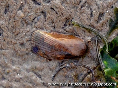 Asian Date Mussel (Musculista senhousia)