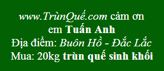 Trùn quế Buôn Hồ, Krông Búk
