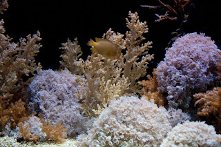 Oceanographic Museum, MONACO, океанографический музей, Монако