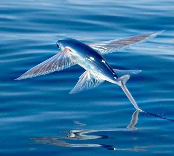 Four winged flying fish