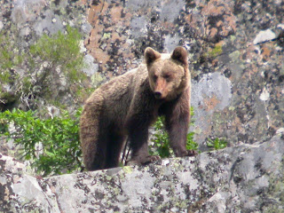 Ursus arctos pyrenaicus - El oso pardo ibérico