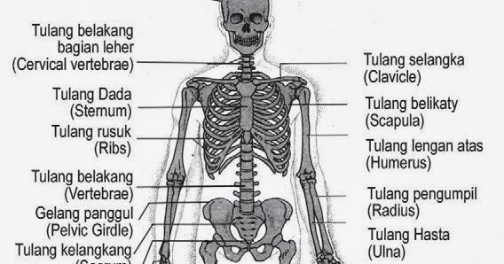 Learning and Teach Kerangka Manusia 