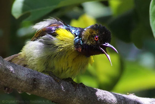 Brown-throated Sunbird