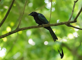 Greater Racket-tailed Drongo - Singapore Botanic Gardens