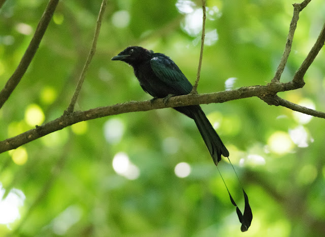 Greater Racket-tailed Drongo - Singapore Botanic Gardens